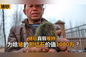 猪的胆结石有啥作用？一块竟然价值1000万？它真的比黄金还贵吗？视频封面