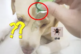 一块钱的风油精可以杀死蜱虫吗？用狗狗做了一个现场测试！