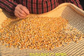 妈妈春天种的玉米，放了1年要磨成面，竟然出现很多虫子，能吃么