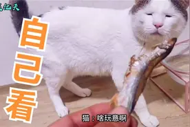 铲屎官：你能不能把眼睛睁开！猫：我睁着呢···