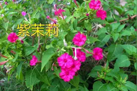 紫茉莉在农村比较常见，分享5个妙用，想驱蚊、去粉刺的人看过来