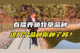 养鱼牧草品种，这五种草可春播，产量高，耐热抗旱，鱼吃消化率高