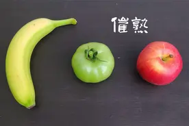 青番茄如何快速催熟变红：高湿低温爆发晚疫病，青番茄要及早采收