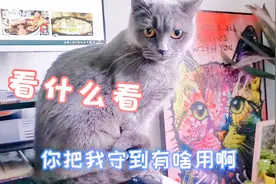 小奶猫接连失踪，猫妈一见狗狗就打，还密切监视铲屎官一举一动视频封面