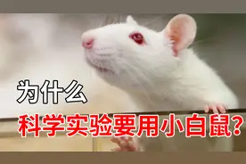 为什么做实验总是要用小白鼠？小白鼠到底有哪些特殊之处？