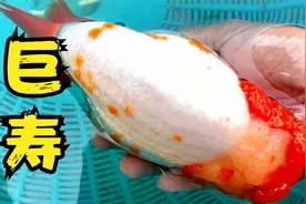 巨型兰寿金鱼，见过吗？放入鱼缸很霸气，但是国内渔场不愿意养