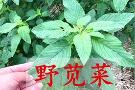 野苋菜又称“长寿菜”，到底有啥好价值？解决不少男女烦恼