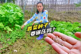 香菜种子不用碾压，洋爸用火土灰掩种的发芽很好，菜苗绿油油的！视频封面