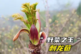 这种浑身长满刺的刺龙苞，也被称作“素人参”，堪称野菜中的美味
