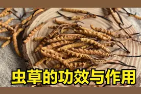 365养生堂 新鲜虫草 虫草的功效与作用是什么 冬虫夏草怎么吃视频封面