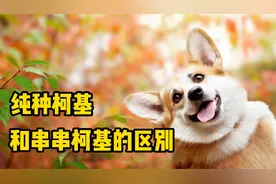 纯种柯基和串串柯基的区别，你知道吗？