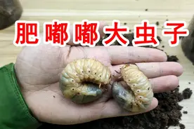 绝对高能！两只肥嘟嘟的大虫子！它们居然是吃“土”的！