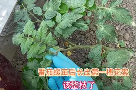 蕃茄缓过苗后长出第一穗花 正确整枝打杈可减少营养消耗提高产量