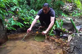 在野外小溪如何诱鱼，原始方法钓鱼，热带雨林生存挑战！视频封面