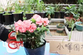 杜鹃花花苞出现干瘪脱落，原因造成的只有这2种