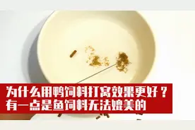 黑坑钓鱼为什么用鸭饲料打窝效果更好？有一点是鱼饲料无法媲美的