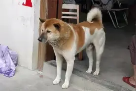 农村老人挑狗，喜欢“卷尾”的狗，优先挑选的土狗品种