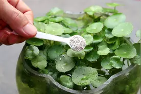 水培铜钱草有蚊子幼虫，放一勺它，轻轻松松就搞定视频封面