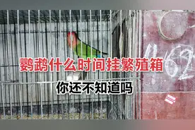 鹦鹉什么时间挂繁殖箱是正确的呢，有几点是不能做的，你知道吗