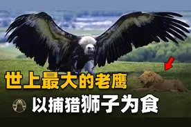 阿根廷巨鹰翼展长达7米，以捕猎狮子为食，这么厉害为何会灭绝？视频封面