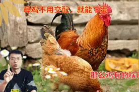 母鸡不用和公鸡交配，天天在下蛋，那公鸡存在的作用是啥？