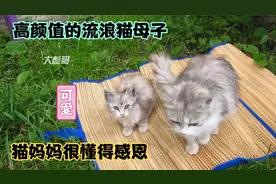路上遇到颜值超高的流浪猫母子，猫妈妈漂亮，小猫很可爱