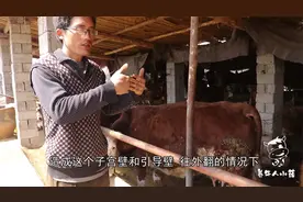 关于母牛掉球、掉房子的原因解析，预防以及治疗方法教给大家！