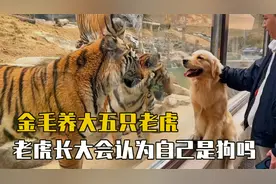 全网后台最硬的狗，养大五只老虎，老虎长大后会认为自己是狗吗视频封面