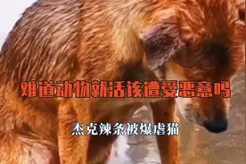 难道动物就活该遭受恶意吗？杰克辣条被爆虐猫，姚守岗将军犬炸死视频封面