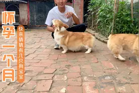 怀孕一个月的小柯基，肚子大的跟球一样，大家猜一猜有几只狗宝宝