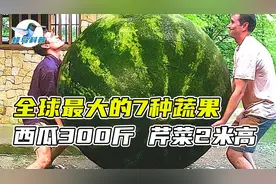世界最大的7种蔬果，芹菜比姚明还高，300斤的西瓜只能当弟弟视频封面