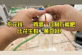 不用买花肥？“鸡蛋”制作养花“蛋白肥”，比花生麸好视频封面
