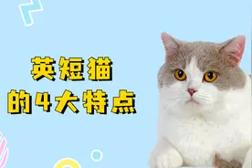 关于英短猫的4大特点，你可能还不清楚