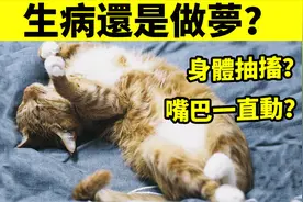 猫睡着时身体抽搐还吧唧嘴，是生病还是做梦？猫真的会做梦吗？