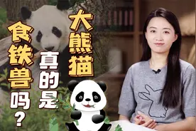 国宝大熊猫，为什么又叫“食铁兽”？别被颜值迷惑了！