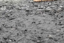 广东生鱼养殖产量排第一，价钱好时一塘赚一套房视频封面