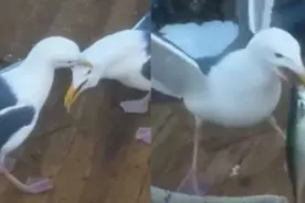 不可思议！海鸥用鸟喙咬住同伴的头部 接下来发生的一幕让人惊呼