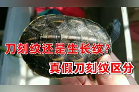 到底是刀刻纹还是生长纹？这只花龟真把我难住了！乌龟真假刀刻纹