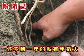 安徽朋友实地考察，一亩产收30万的粉防己，挖开长了一年的有多大
