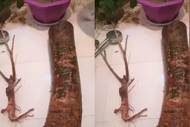 发财树总是假死，一个木桩整年不发芽，看完就学会催芽术！视频封面