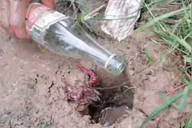 农村龙虾泛滥，小伙往龙虾洞里倒入52度白酒后，会有什么反应？