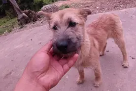 田园犬里的极品猎犬，抓老鼠小菜一碟，遇见了别错过视频封面