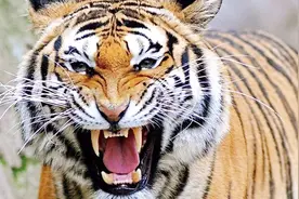 老虎身为凶猛的野兽，它到底最怕什么？今天总算了解了视频封面