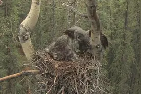 为什么说猫头鹰一笑，就意味着有人去世？不是迷信有科学依据视频封面