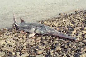 IUCN更新全球濒危物种红色目录：白鲟灭绝，长江鲟野外灭绝视频封面