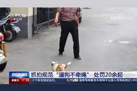 【建议普及的请转！上海试点抓拍处罚遛狗不牵绳行为】视频封面