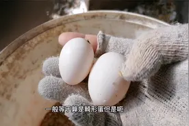 真稀奇，超大鸽子蛋，好多人估计没见过