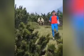 命悬一线！12岁男孩上山被棕熊尾随跟踪 男孩“神应对”结局亮了视频封面