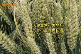 推荐一批抗倒抗病小麦品种，最高亩产1800斤，今年你家是否种植视频封面