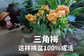 三角梅换盆必须学会这几招，怎么换都能活，养养就能花开满盆！视频封面